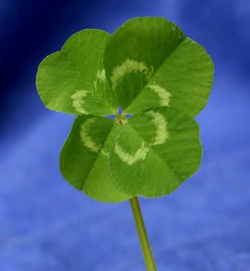 Four leaf clover by SuperFantastic, on Flickr