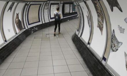 Una campaña de crowdfounding cambia la publicidad por gatos en una estación del metro de Londres