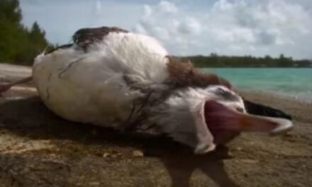 "Islas Basura", la original campaña para proteger el norte del Pacífico