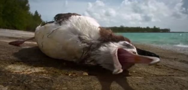 "Islas Basura", la original campaña para proteger el norte del Pacífico