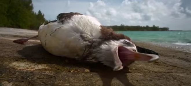 "Islas Basura", la original campaña para proteger el norte del Pacífico