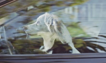 "El legado de Strelka", homenaje de Audi a la primera heroína espacial soviética