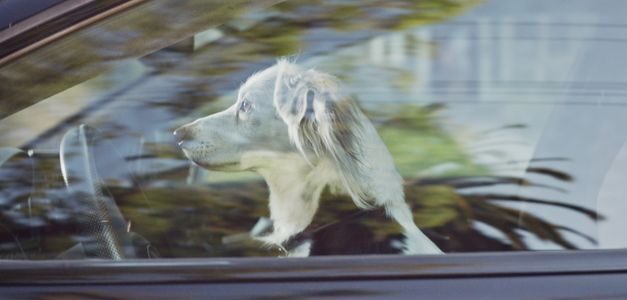 "El legado de Strelka", homenaje de Audi a la primera heroína espacial soviética