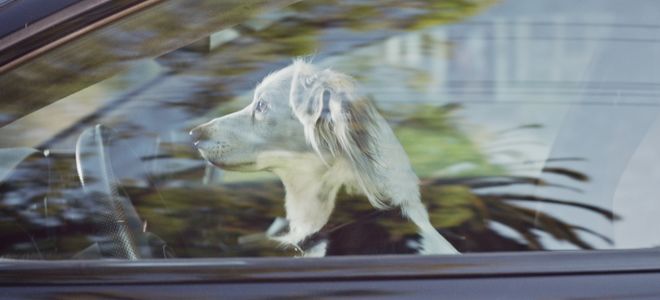 "El legado de Strelka", homenaje de Audi a la primera heroína espacial soviética