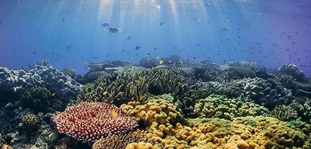 WWF muestra en su nueva campaña #TooLaterGram la realidad del cambio climático