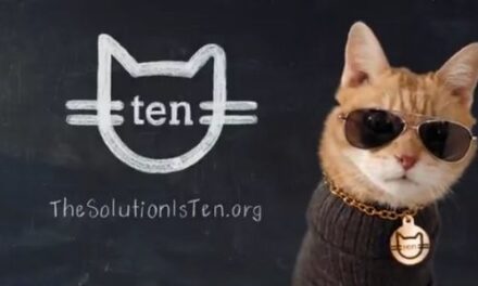 Los gatos multiplican bien, pero son malos en matemáticas, según esta campaña de concienciación