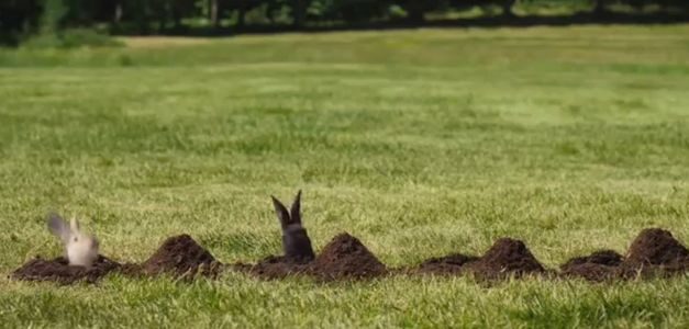 Conejos, la viva estampa de la felicidad de este original spot sueco