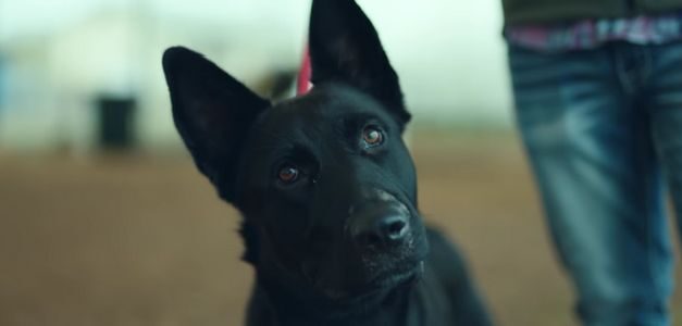 Campaña solidaria busca los hogares de los perros perdidos en los incendios de California