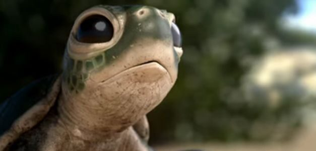 Lemon, de  Sra. Rushmore, el corto que muestra la realidad de los plásticos en los océanos