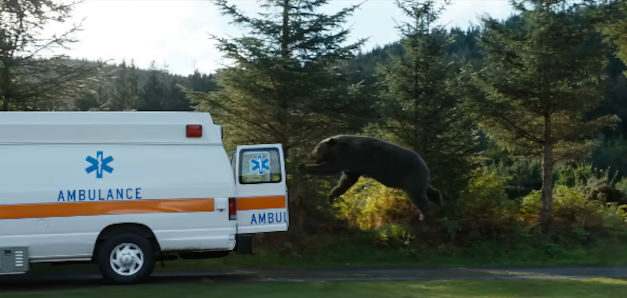 El "oso de la cocaína": cuando la extravagancia es buen marketing