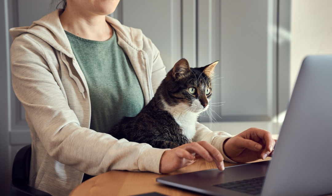Marketing y mascotas: la humanización de los animales de compañía dispara el gasto y la innovación tecnológica